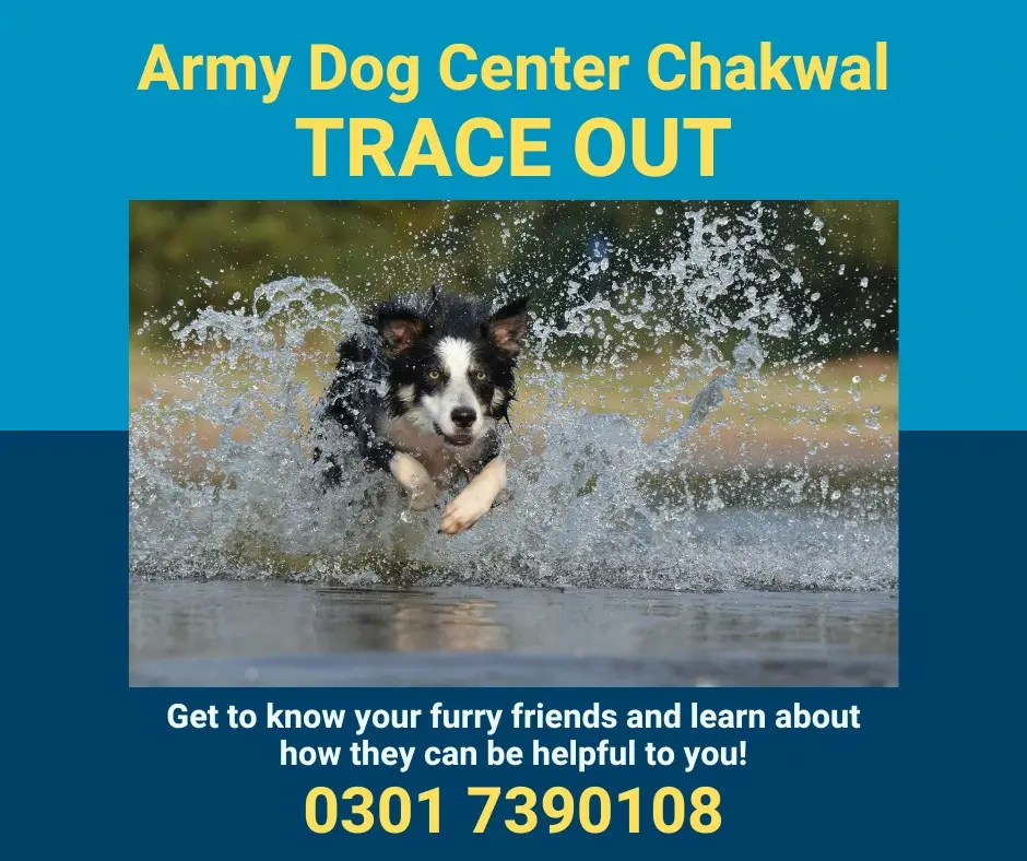 Army Dog Center Chakwal